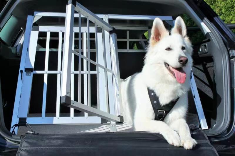 Dog in Car for Traveling