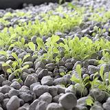 Light Weight Pumice Stone for agriculture