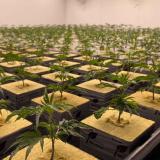 RockWool Cubes for Hydroponics