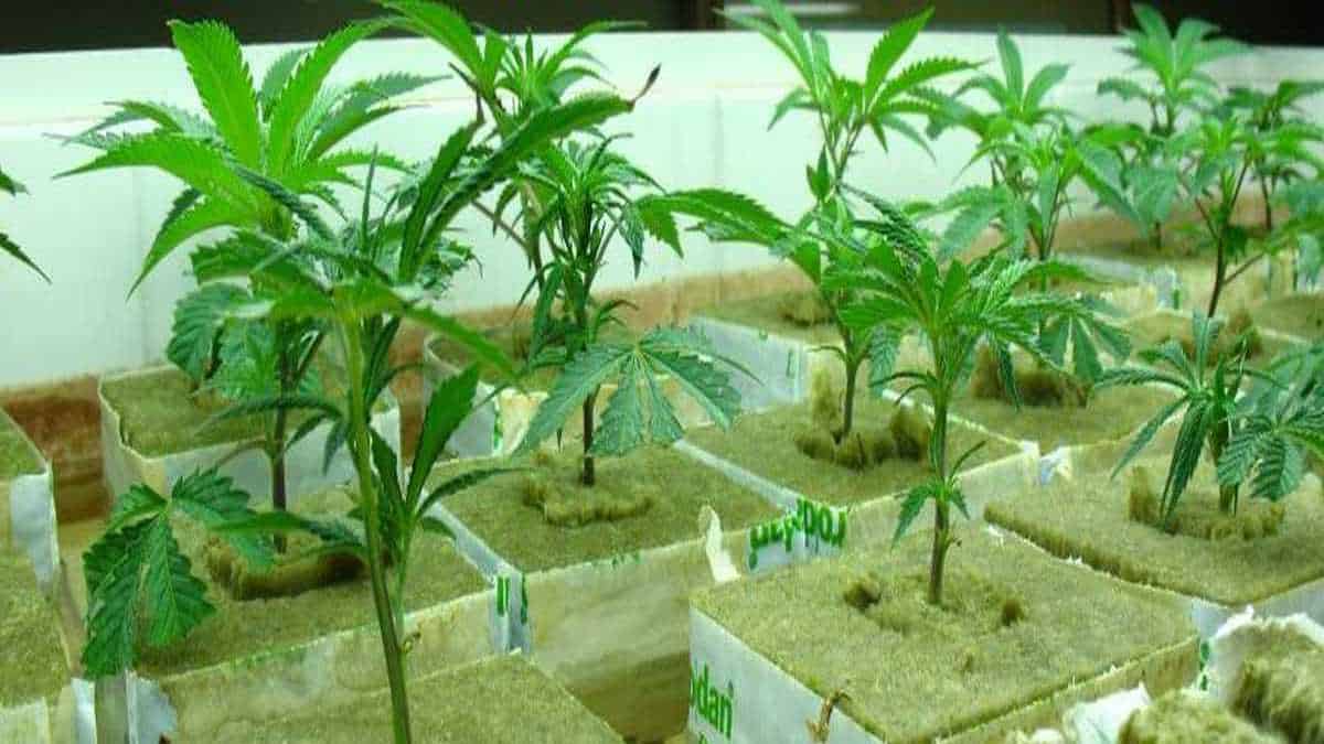 Rockwool Cubes in Hydroponics